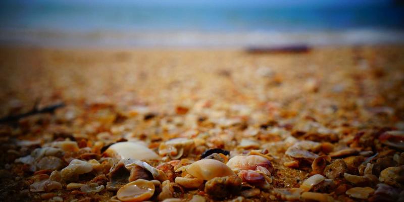 探秘西安蔬菜批发市场：从周至猕猴桃到临潼石榴的特色农产品专区