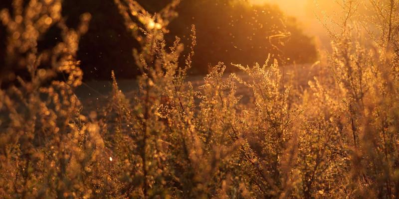 数字化转型浪潮：西安农产品批发市场线上交易平台使用指南与深度对比