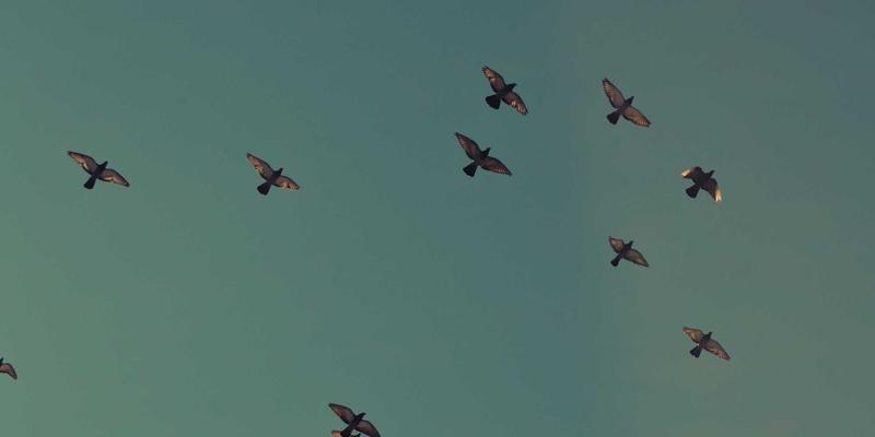 西安社区团购重塑农产品流通：传统蔬菜批发市场的挑战与安国供应商的转型之路