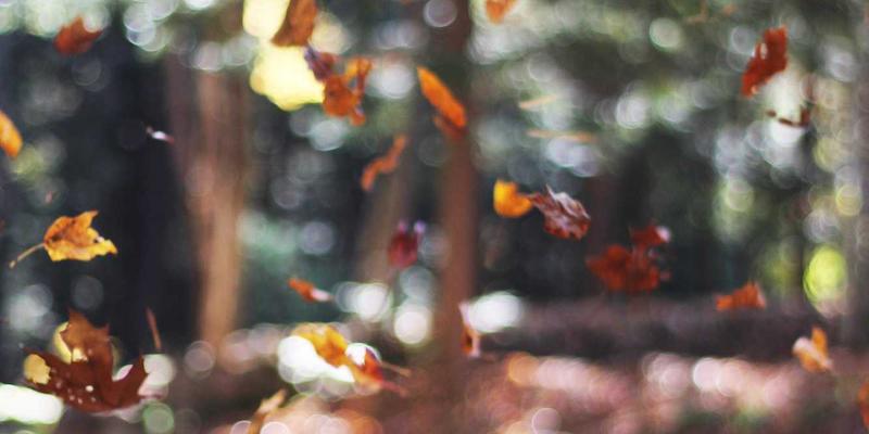 西安蔬菜批发98：连接安国蔬菜与城市餐桌的新鲜纽带