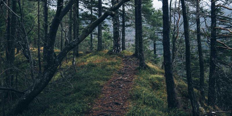 西安蔬菜批发市场透视：云南叶菜如何沿“南菜北运”大动脉48小时直达西安餐桌