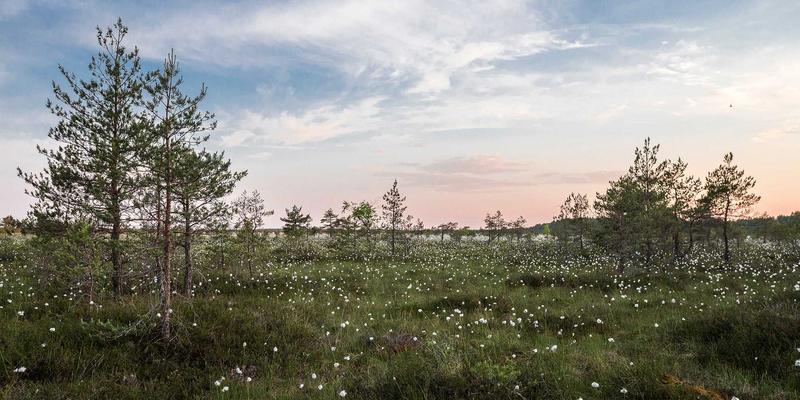 西安进口高端蔬菜批发采购指南：冰草、罗马生菜、孢子甘蓝的优质渠道与安国蔬菜配送解析